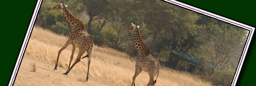 Katavi has some of the best wildlife and is the 3rd largest park in Tanzania yet due to it's remoteness Katavi is still unknown. Click for info on Katavi Wildlife.